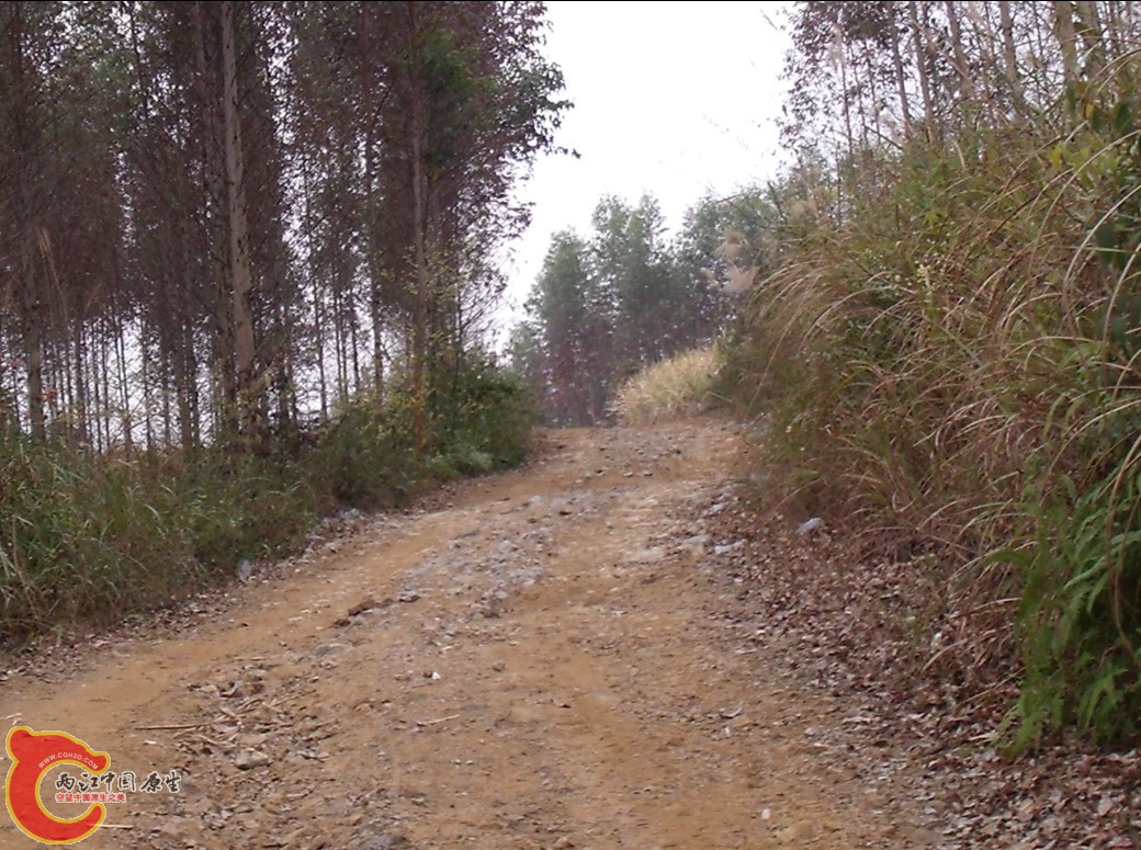 野采之路