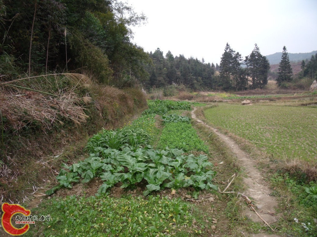 农村式QQ农场