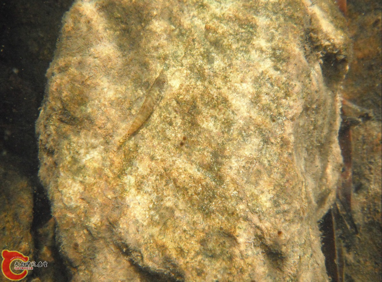 88.jpg