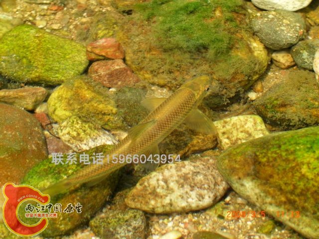 泰山赤鳞鱼