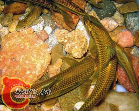 泰山赤鳞鱼