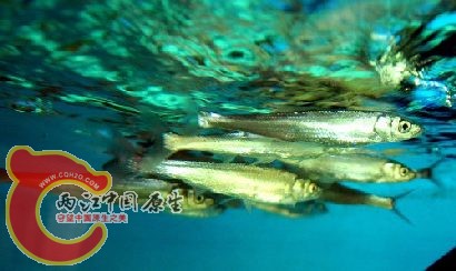抗浪鱼.jpg