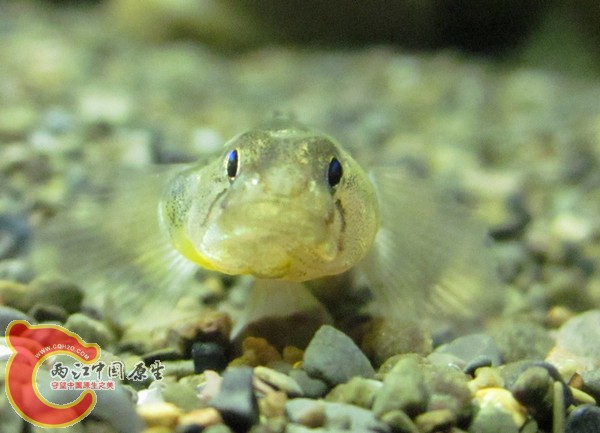 左侧为优问题的腮部