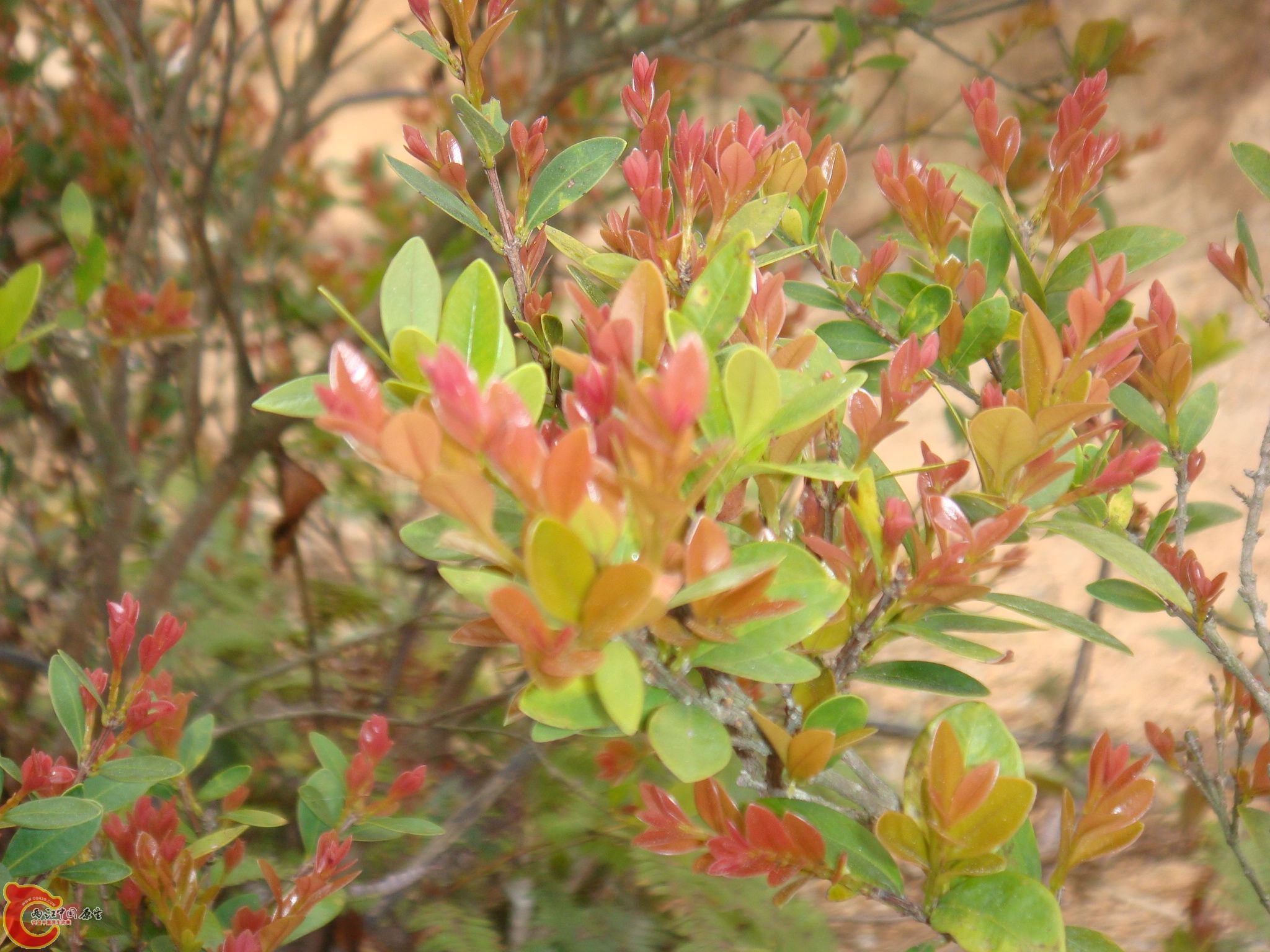 DSC02562.jpg