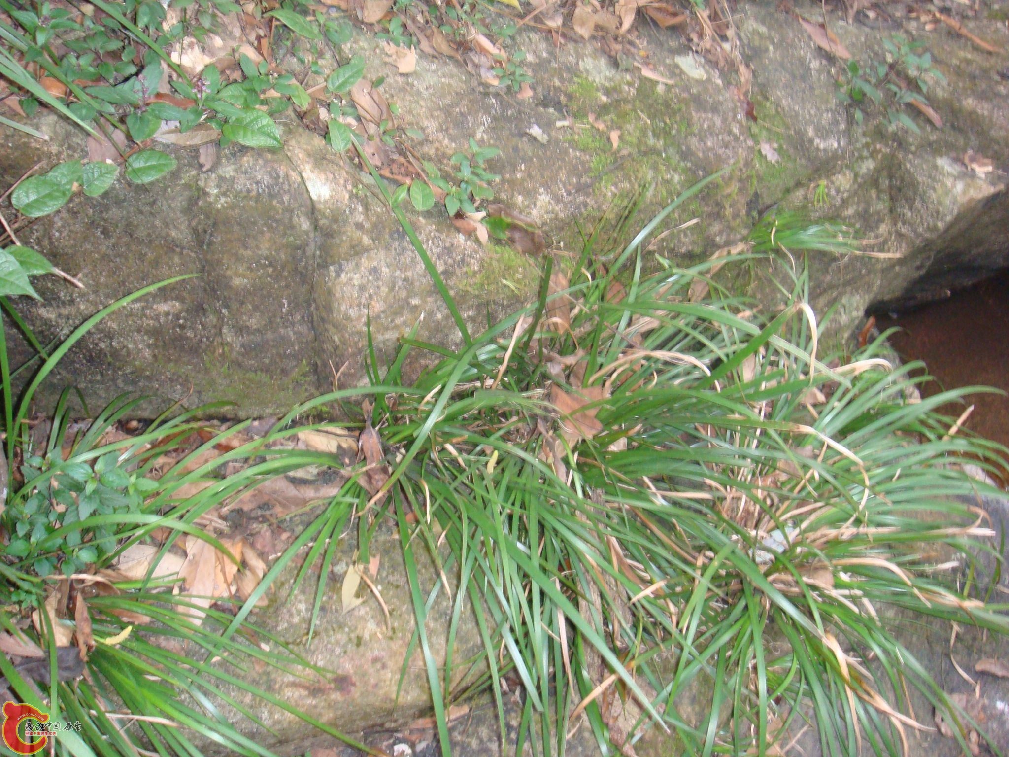 DSC02500.jpg
