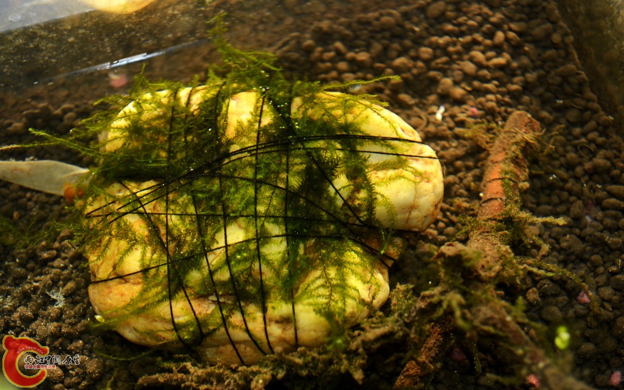 conew_201103072490.jpg