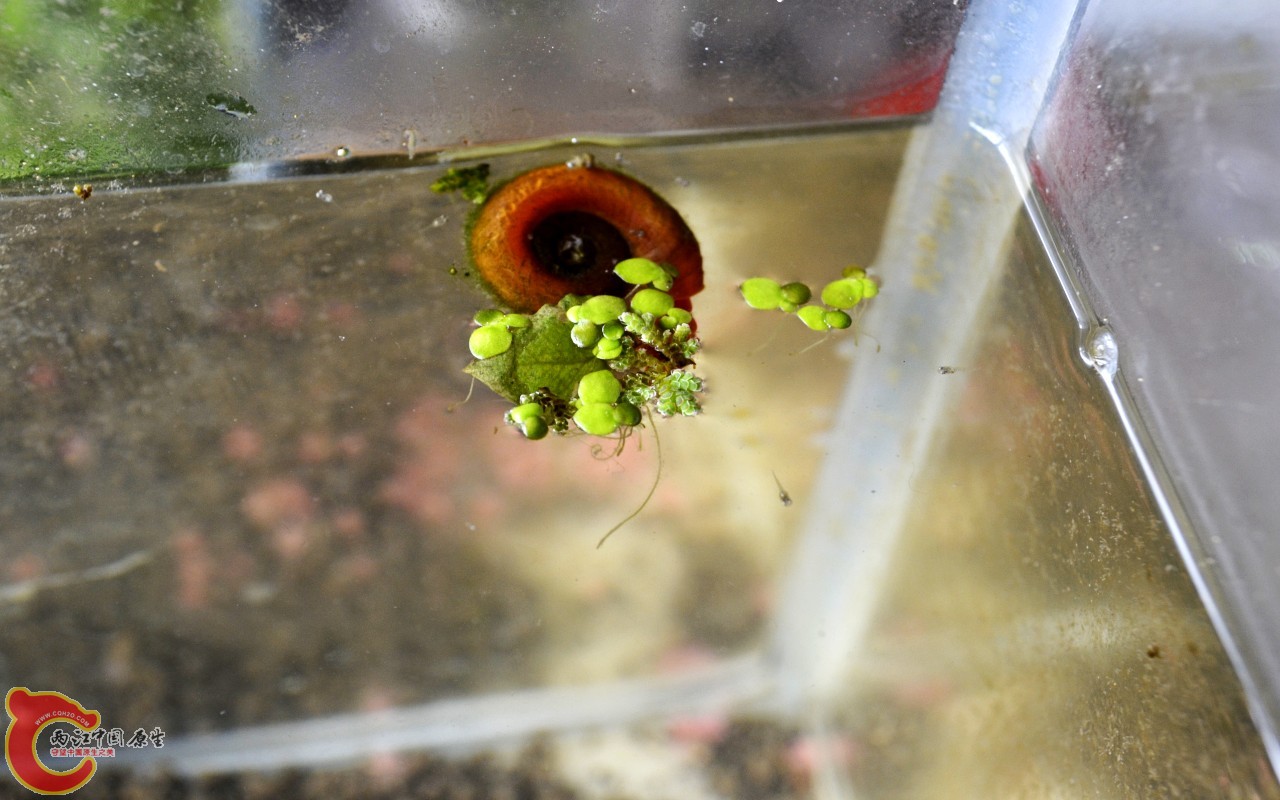 conew_201103072492.jpg