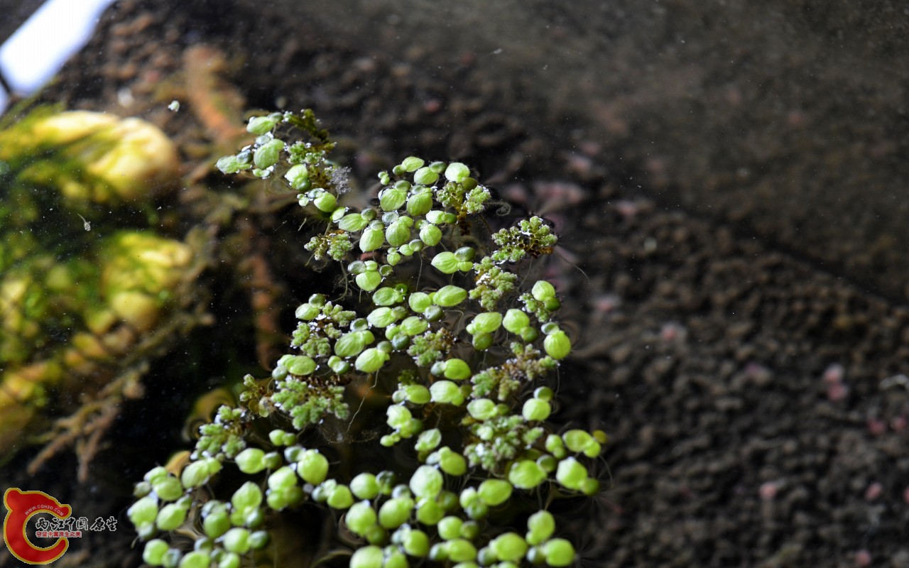 conew_201103072494.jpg