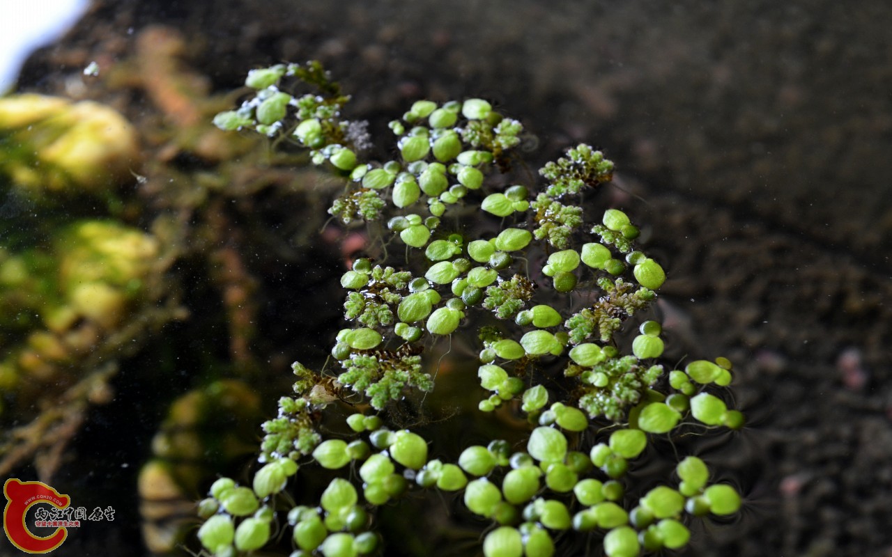 conew_201103072495.jpg