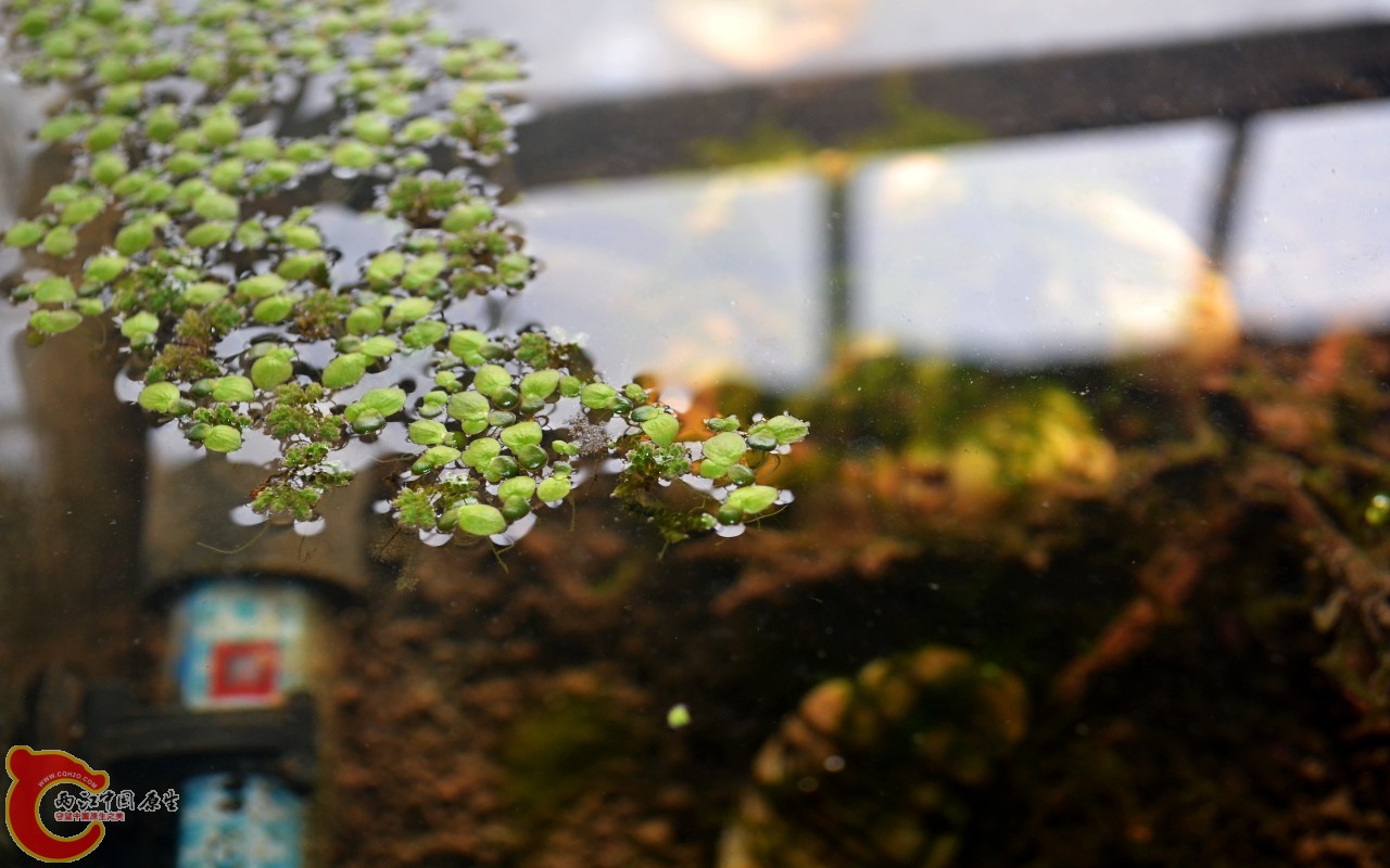 conew_201103072496.jpg