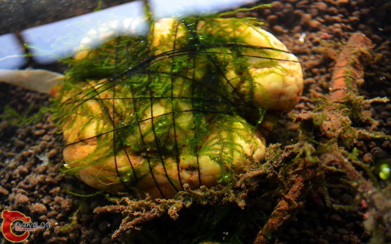 conew_201103072497.jpg