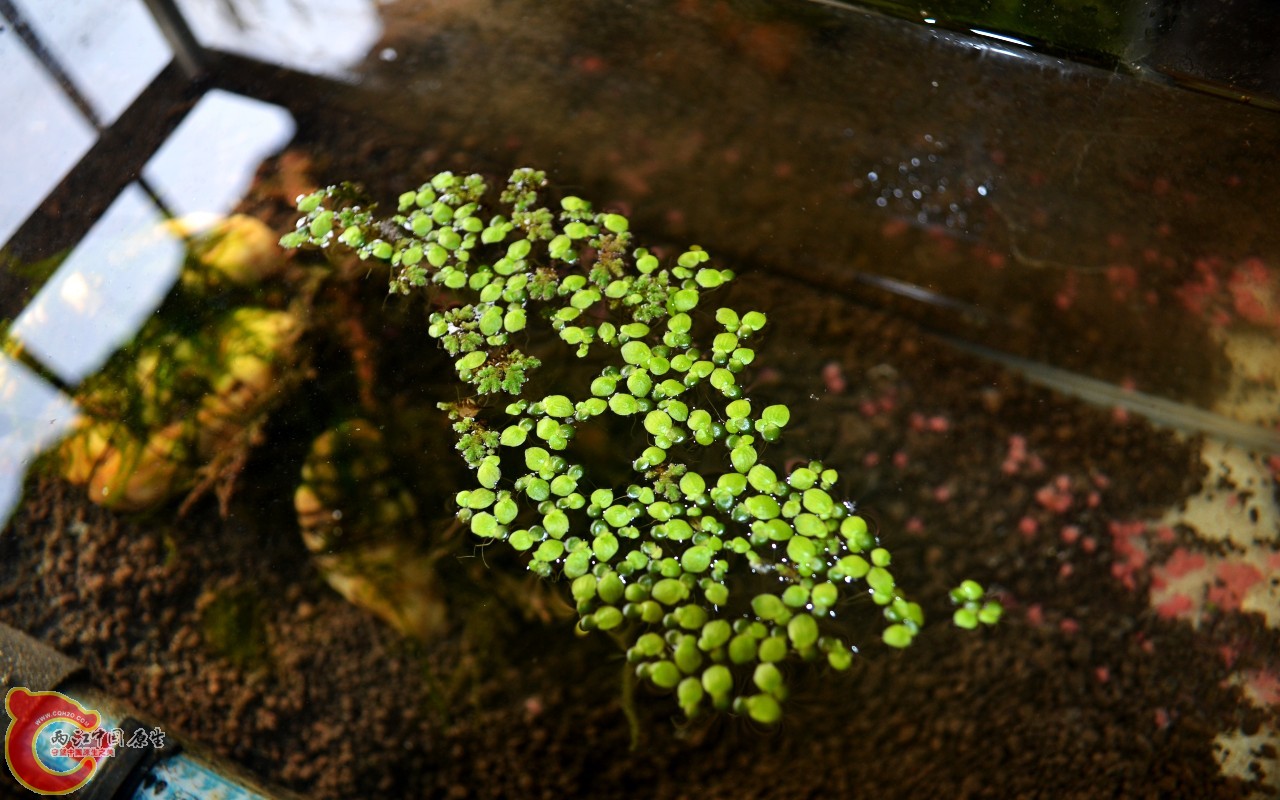 conew_201103072498.jpg