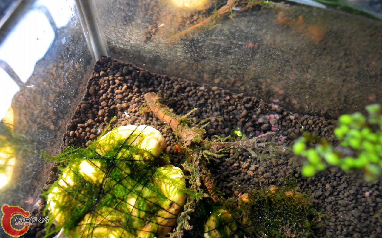 conew_201103072499.jpg