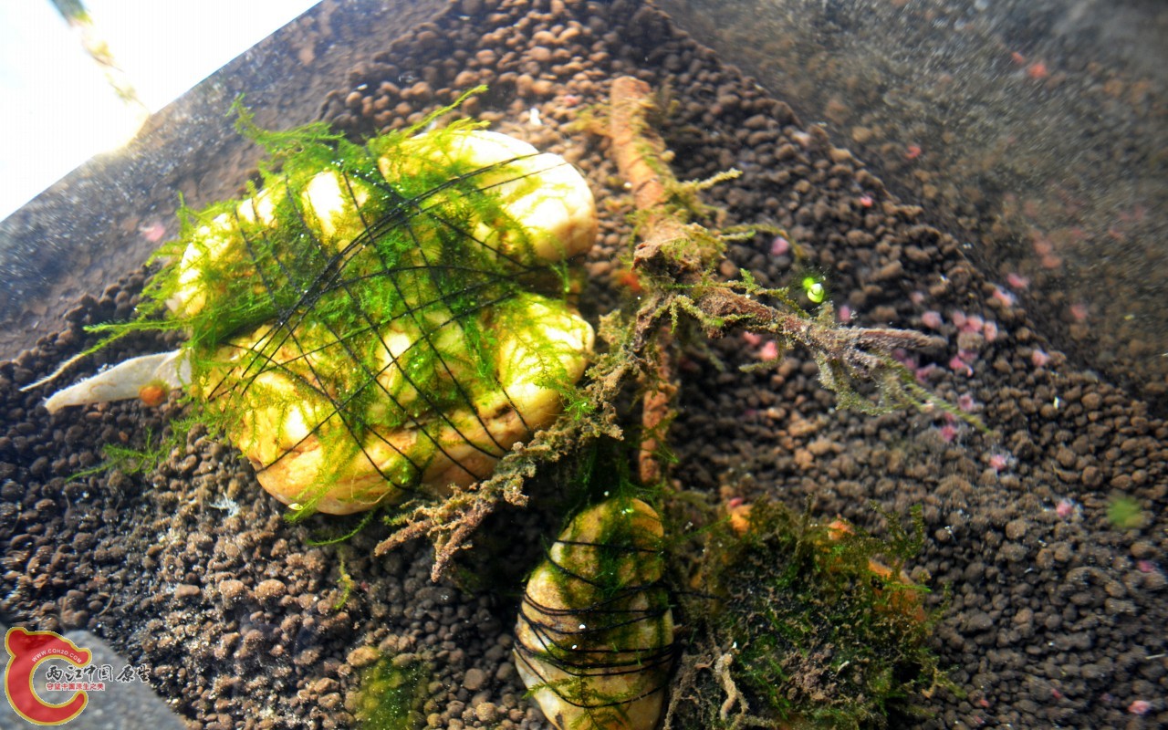 conew_201103072500.jpg