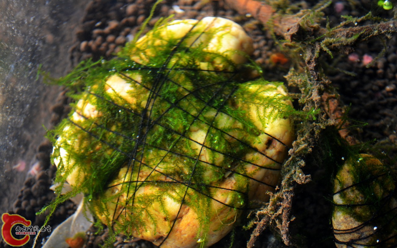 conew_201103072501.jpg