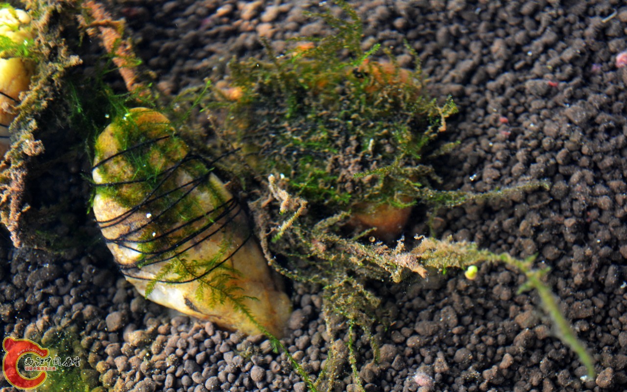 conew_201103072502.jpg