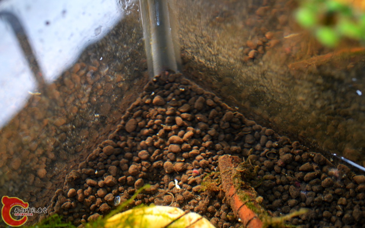 conew_201103072504.jpg