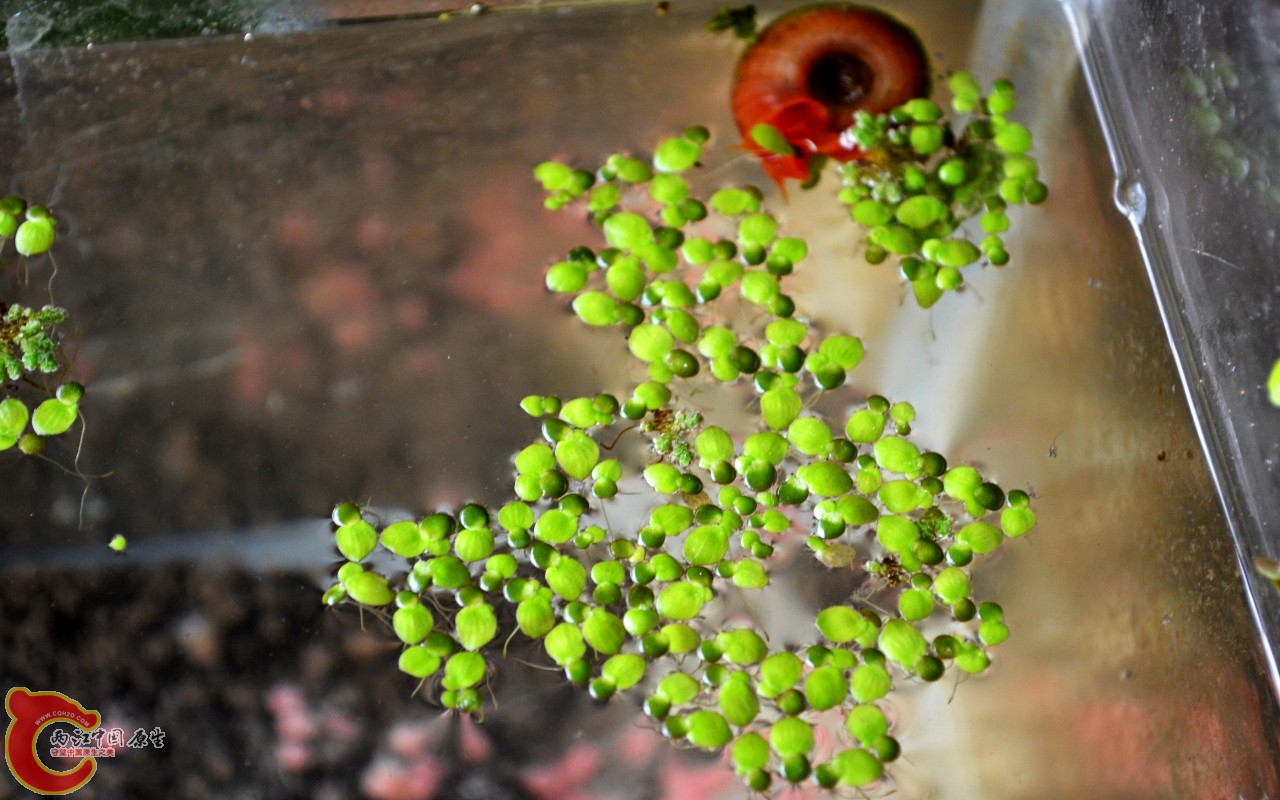 conew_201103072506.jpg