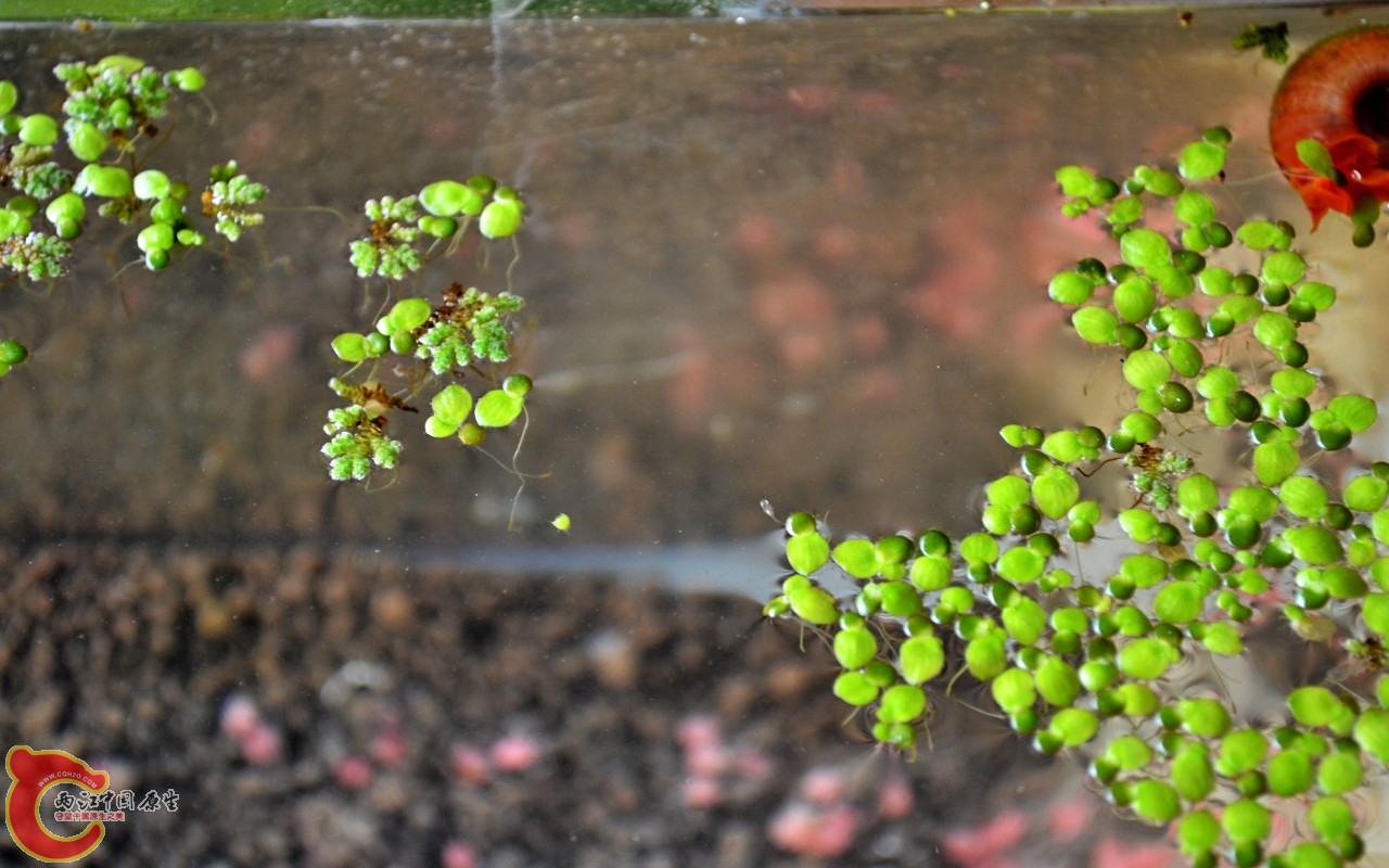 conew_201103072507.jpg