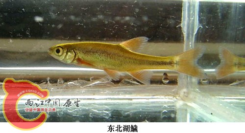 东北湖鱥-北京农业数字图书馆.jpg