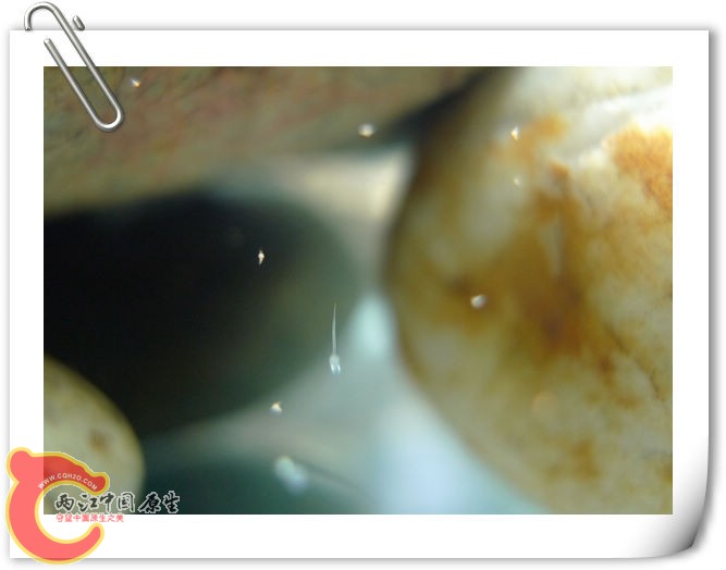 很小，只有一毫米长，比头发粗一点，7号拍摄的。