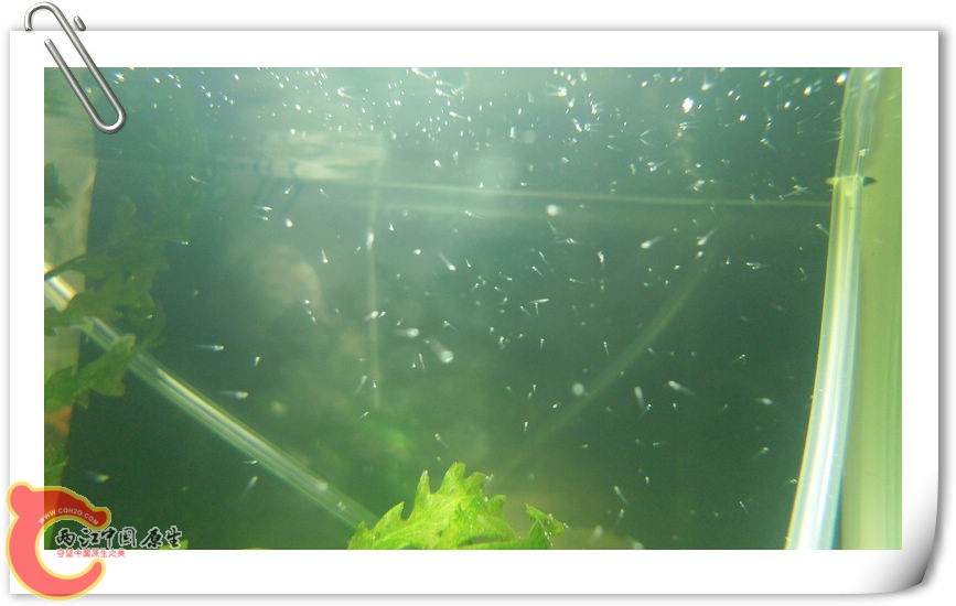 8号拍摄的，好多啊。