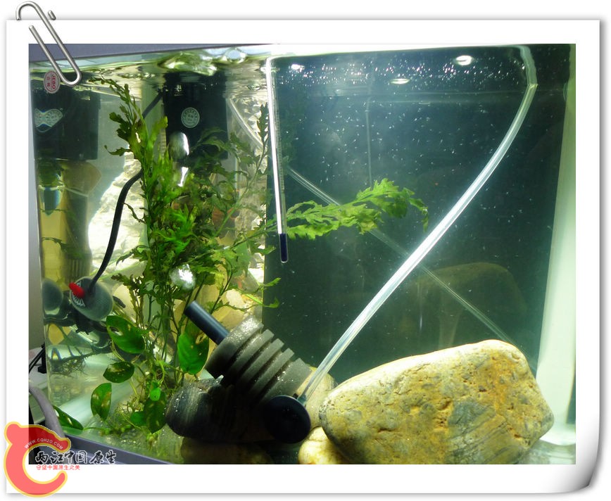 宝宝摇篮，加热、过滤、水妖精一个都不能少。