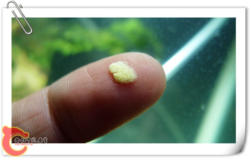 食物，蛋黄，丰年虾幼体开口饲料还是太大。