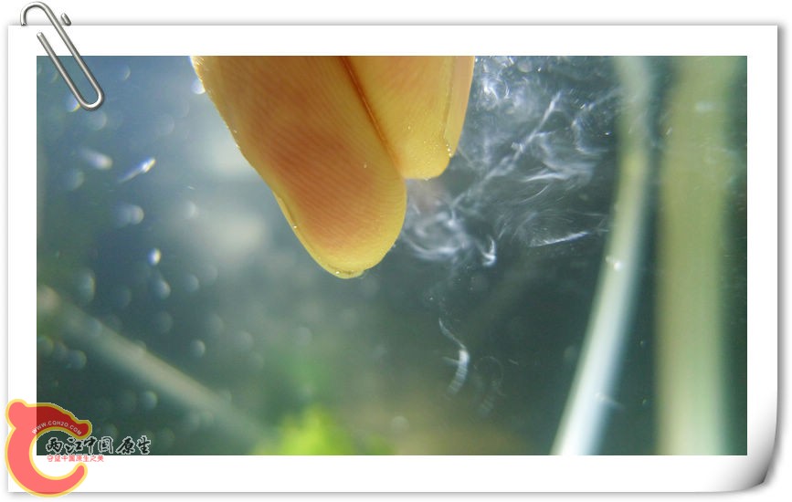 一定要把蛋黄捏成这样喂。