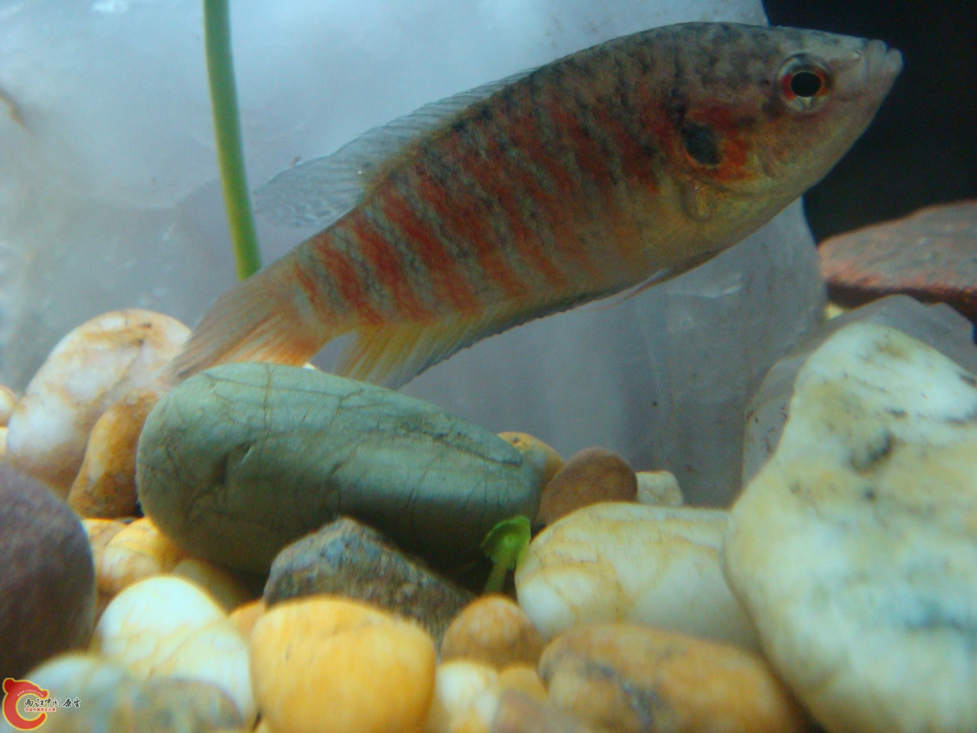 这货又来抢镜了~