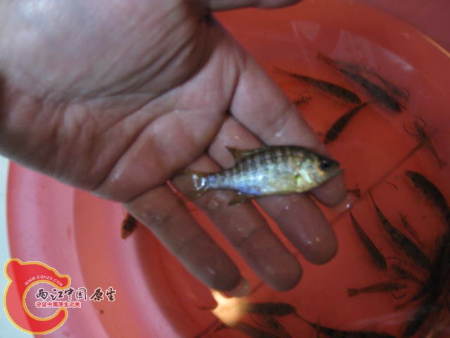 花纹不错，请教是什么？