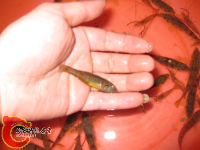 只有三条不多。