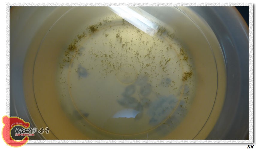 换下的水，里面有幼苗，要一条条找出来