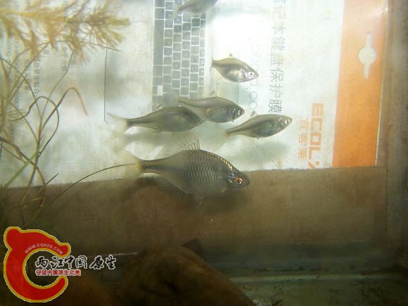 100_4623.JPG