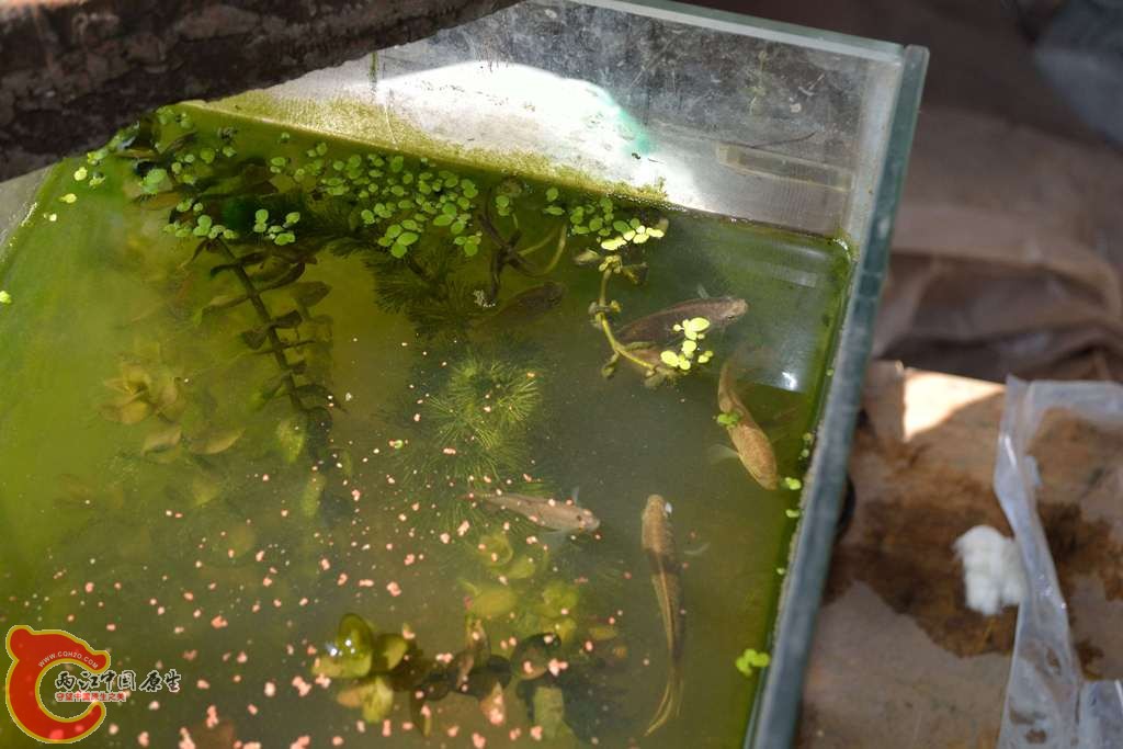 还是大缸里舒服