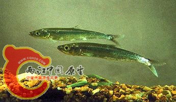 抗浪鱼1.jpg