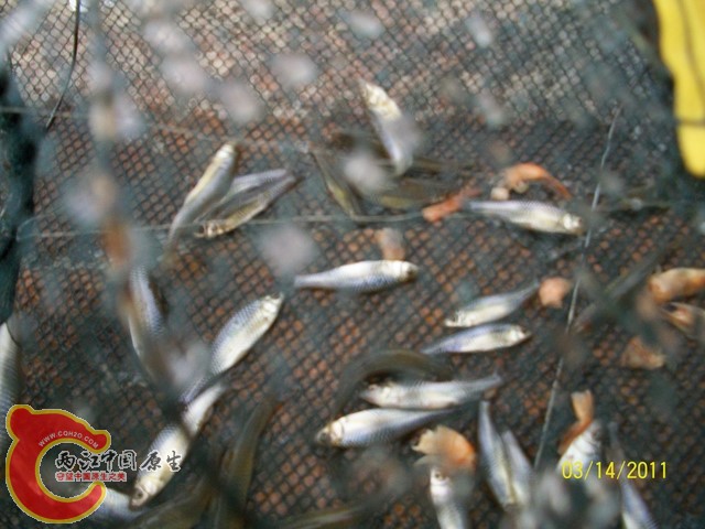 全都是麦穗