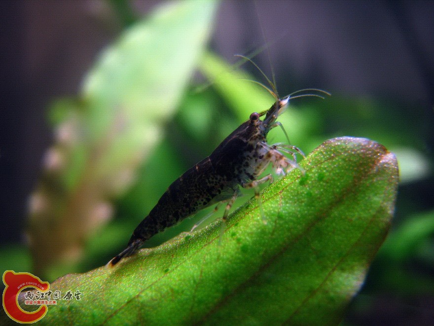 macrostoma006.jpg
