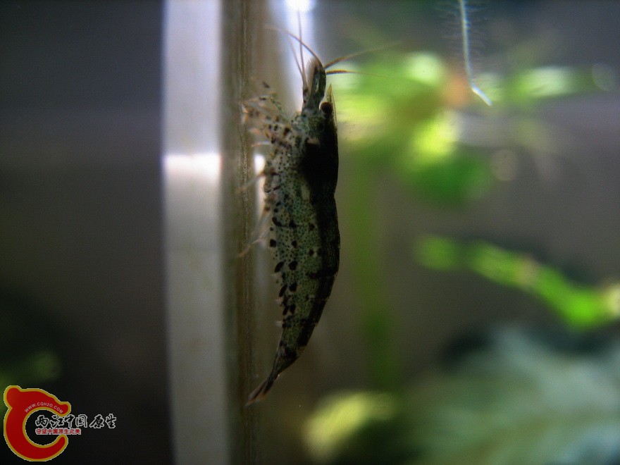 macrostoma008.jpg
