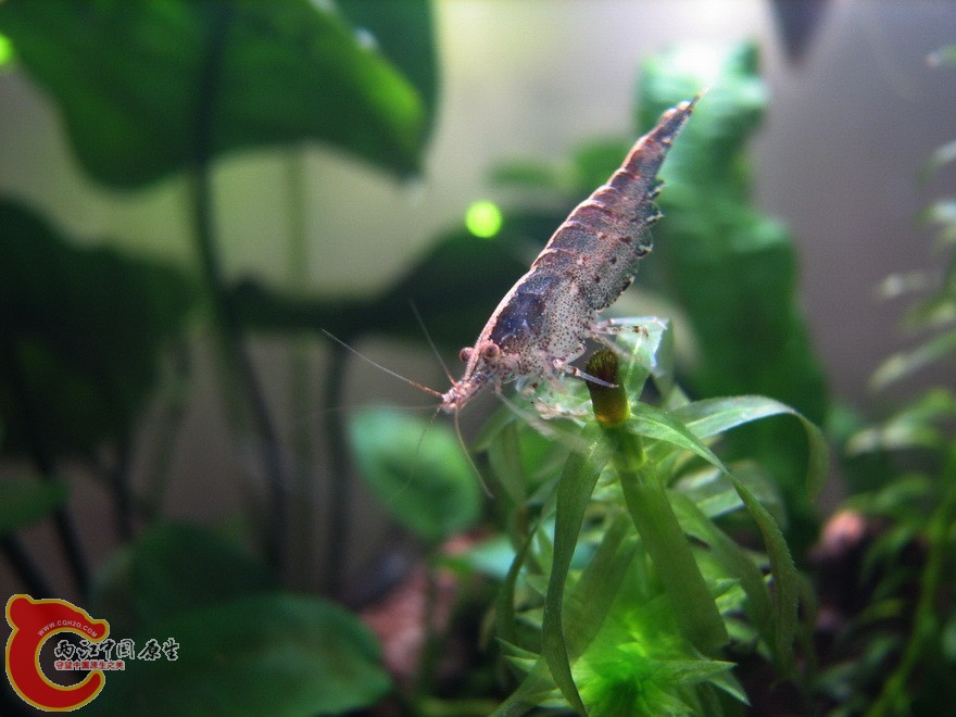 macrostoma009.jpg