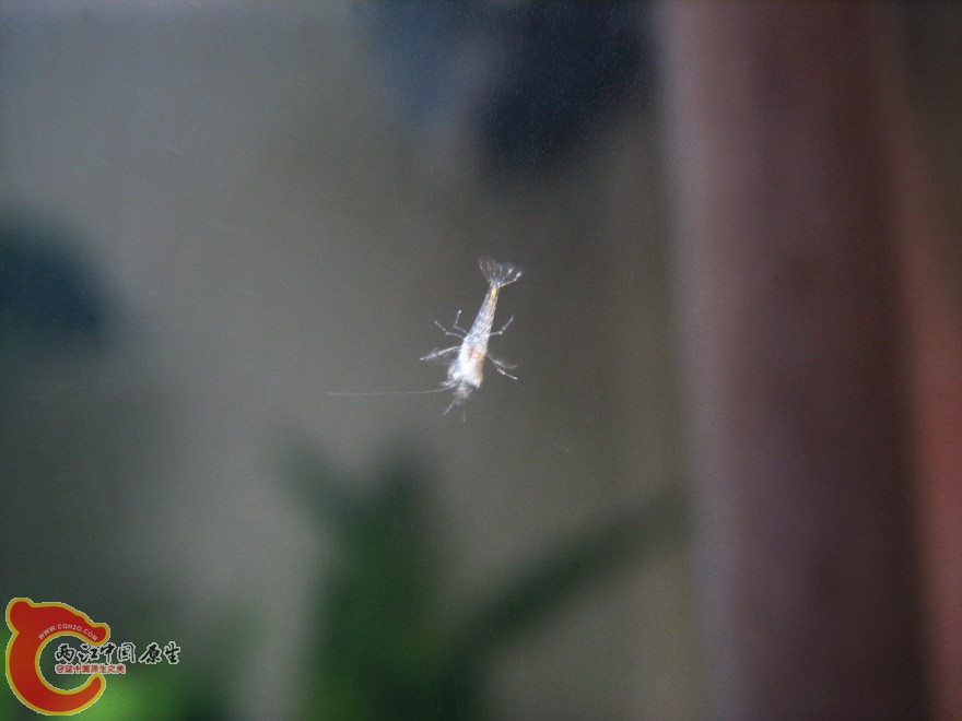 macrostoma012.jpg