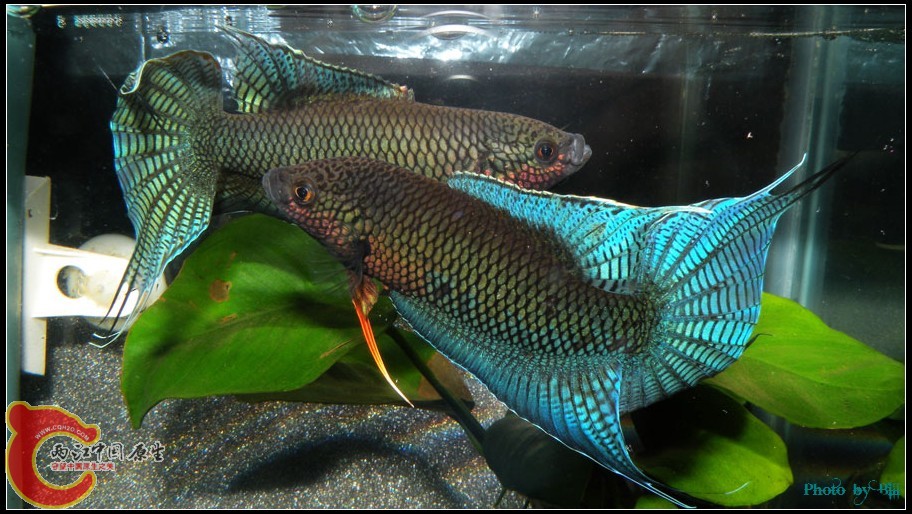 图5  壮黑成年后盖斑消退.jpg