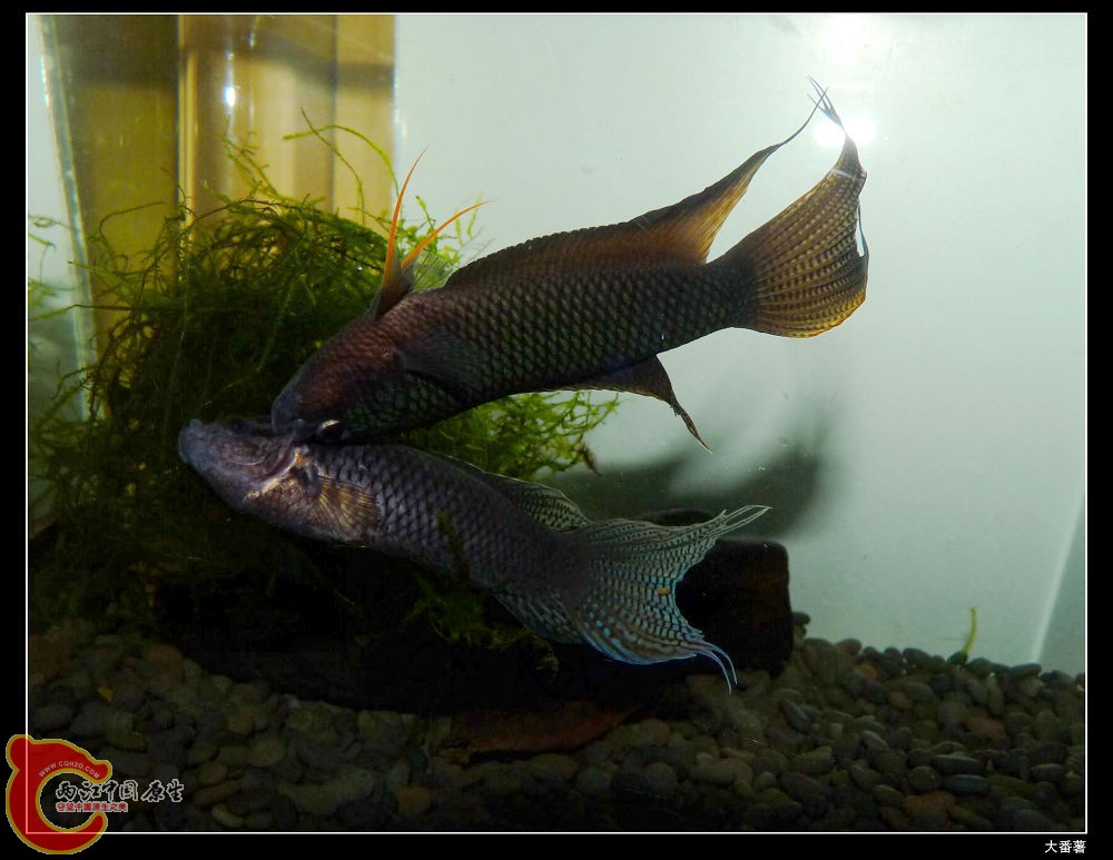 图6 越黑咬鳃力克汕尾黑.JPG