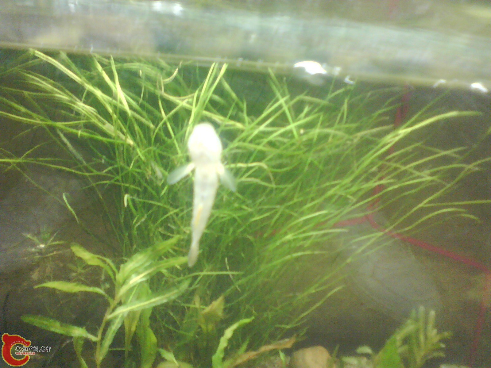 虾虎