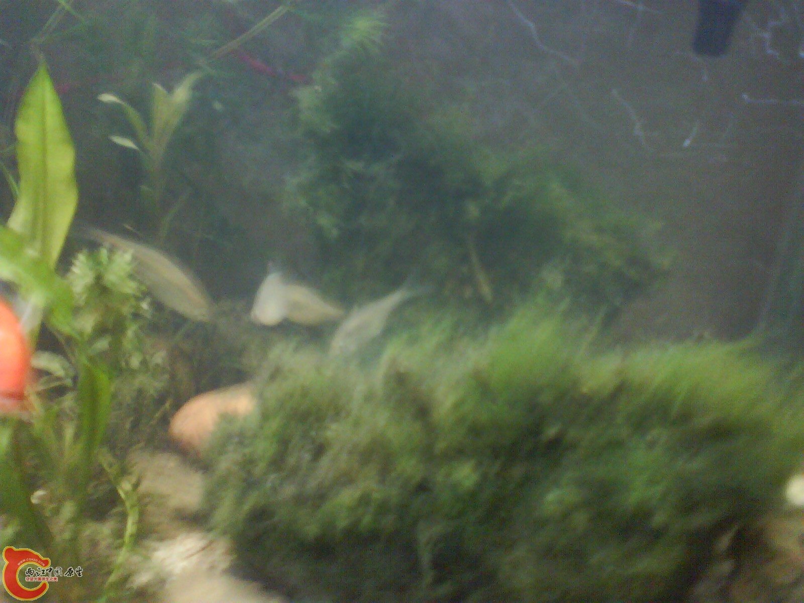 MOSS