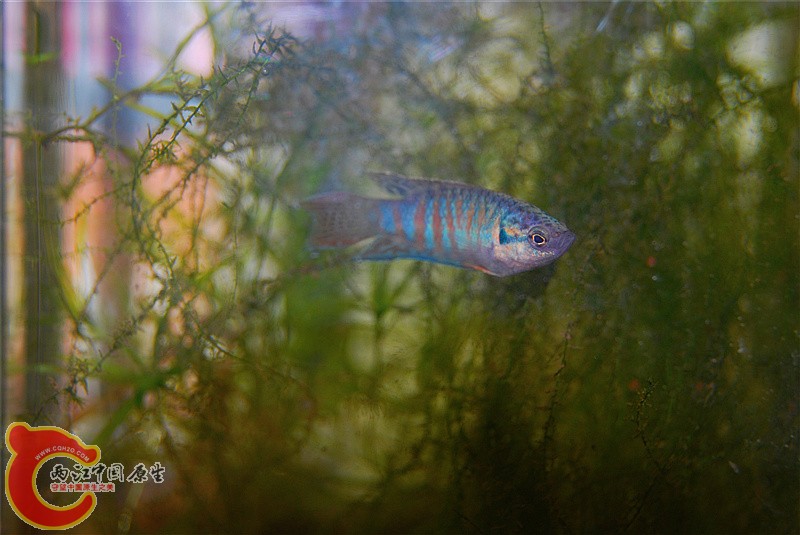 DSC_0030_副本.jpg