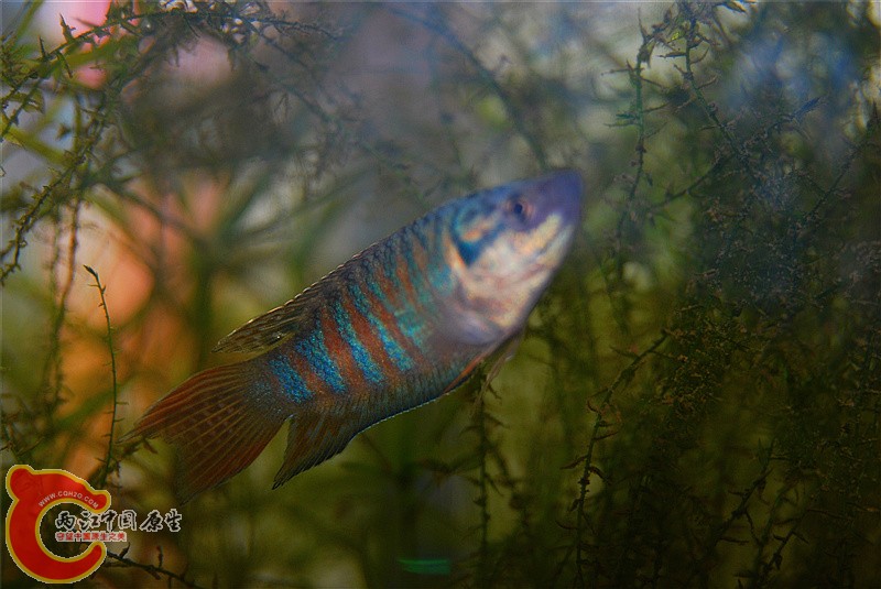 DSC_0002_副本.jpg