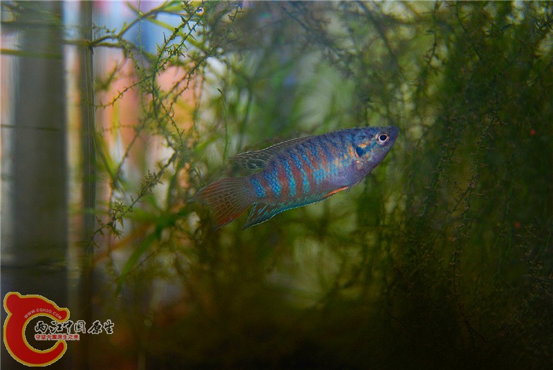 DSC_0027_副本.jpg