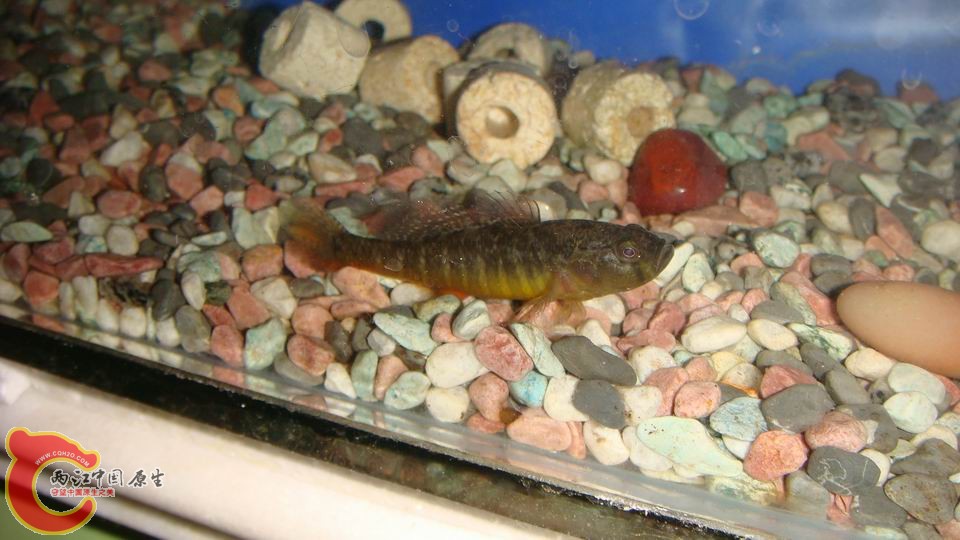 调整大小 DSC00039.JPG