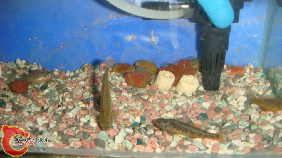 调整大小 DSC00038.JPG